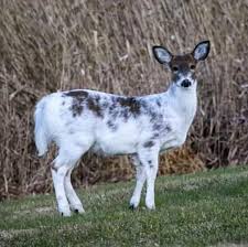 Piebald Deer Amazing Pics Videos Info On Piebaldism N1 Outdoors Deer Breeds Albino Deer Animals