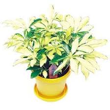 Schefflera Arboricola Mme De Smet Schefflera Plants House Plants