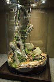 Flawless 15 Best Reptiles Home Ideas Https Meowlogy Com 2018 12 17 15 Best Reptiles Home Ideas Snakes Are Rather Low Maintenance Vivarium Terrarium Aquarium