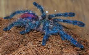 To bring home tarantulas means to prepare a home for it. A Guide To Keeping Tarantulas By Experience Level Pethelpful By Fellow Animal Lovers And Experts