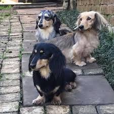 The long haired dachshund is an absolutely gorgeous dog they have silky long hair when compared to a short hair dachshund but their hair is not usually near as thick as most people. Brandcliff Miniature Longhaired Dachshund Home Facebook