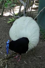 Birds Of A Feather New Vegas Bug Fairy Wren Bird Feathers Pretty Birds Beautiful Birds