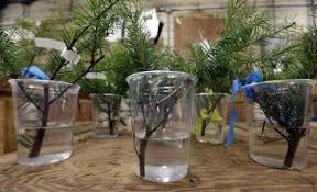 Scientists Target Mess From Christmas Tree Needles