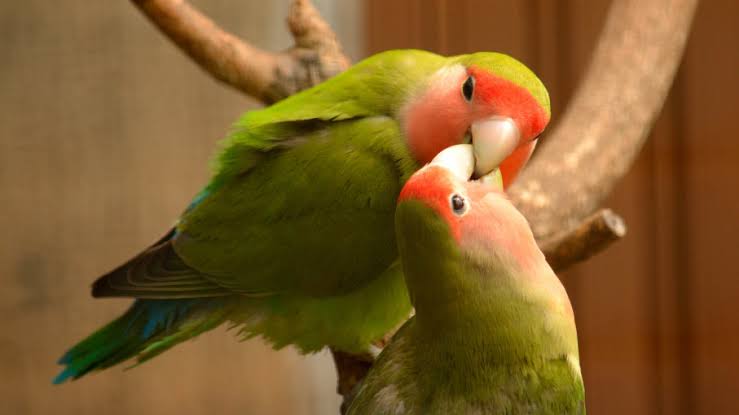 Mga resulta ng larawan para sa Love birds demonstrate love and affection"