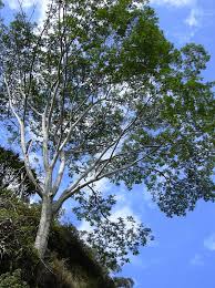 Image result for Albizia petersiana