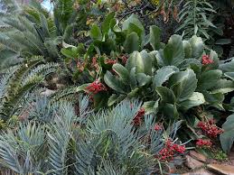 Image result for Cyphostemma jaegeri