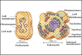 We did not find results for: Cells Biology Blog Jiayichan