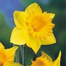 Daffodil Flower In Urdu Best Flower Wallpaper