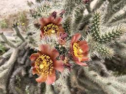 Image result for Coleus cylindraceus