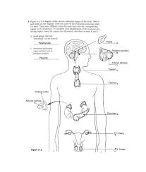 Endocrine Gland Diagram Labeled Wiring Diagrams