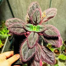Image result for Gesneriaceae
