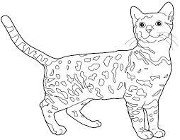 Coloriage Chat A Colorier Dessin A Imprimer Cat Coloring Page Pop Art Animals Owl Coloring Pages