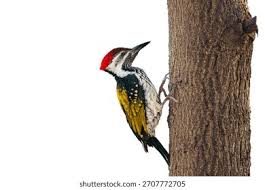 7,774 Wood Pecker Royalty-Free Images, Stock Photos & Pictures |  Shutterstock