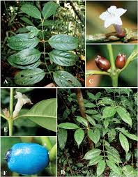 Image result for Lasianthus