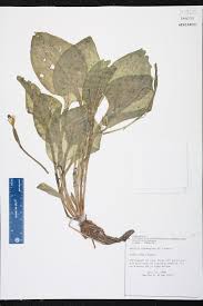 Image result for Ottelia exserta