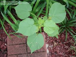 The leaf juice has been used as a treatment for earache. Plant Identification Closed Large Leaf Mystery Vine 1 By Beckygardener