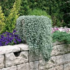 Image result for Dichondra