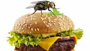 What Happens When A Fly Lands On Your Food Food Food Facts Cravings