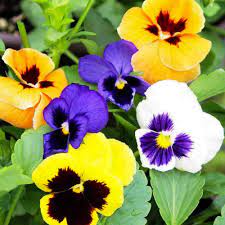 Pansy Seeds Swiss Giants Mixed Colors Ferry Morse Home Gardening 202 S Washington St Norton Ma 02766