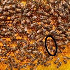 Image result for Queen bee