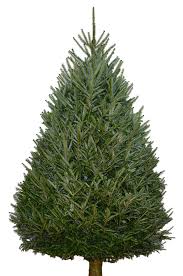 Check spelling or type a new query. Fraser Fir Christmas Tree Lawn Garden Retailer
