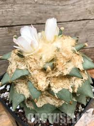 Image result for Coccinia mildbraedii