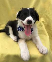 We did not find results for: Male And Female Border Collie Puppies Los Angeles For Sale Los Angeles Antelope Valley Pets Dogs