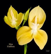 Image result for Disperis virginalis