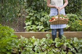 Plan the garden to include various vitamin groups. 6 Things To Consider When Planning A Vegetable Garden