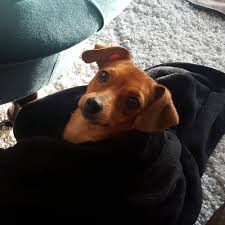 Amanda shares her tips for becoming a successful foster pet parent. Adopt A Chihuahua Puppy Near Dallas Tx Get Your Pet