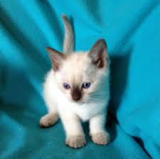 Search for siamese rescue cats for adoption near atlanta, georgia. Siamese Kittens For Sale By Reputable Breeders Pets4you Com