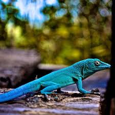 Image result for Anagallis gracilipes