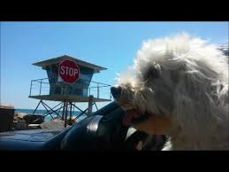 Not only can these unusual growths affect your dog's brain. Canine Brain Tumor Signs And Symptoms Youtube