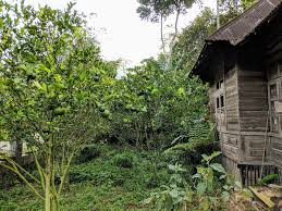 Maybe you would like to learn more about one of these? Pekarangan Wikipedia