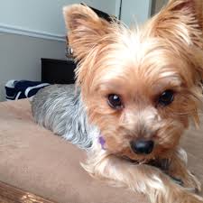 I combed a nice hairstyle, i think i am the most beautiful puppy hahahahaha. Yorkshire Terrier For Rescue Near Me