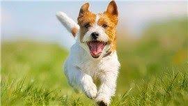 Kopeklerin Omrunu Uzatacak Bazi Ipuclari Dog Allergies Happy Dogs Dog Infographic