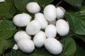 Image result for cocoon