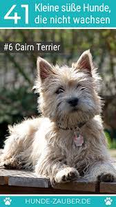 41 kleine susse hunde die nicht wachsen susse hunde hunde terrier hund