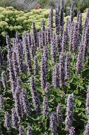 To harvest fresh leaves, pinch them off as needed, or store. Blue Fortune Anise Hyssop Agastache Blue Fortune At Gertens Agastache Blue Fortune Anise Hyssop Garden Center