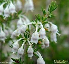 Image result for Erica arborea
