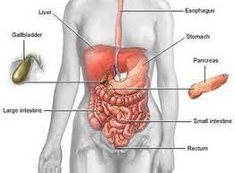 The spleen sits under your rib cage in the upper left part of your abdomen toward your back. Anatomy Under Ribs Human Anatomy