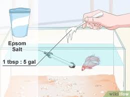 How To Prevent And Treat Popeye In Betta Fish 10 Steps