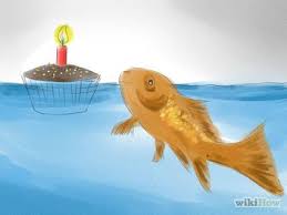 How To Tell If Your Goldfish Is A Male Or Female Goldfish Pet Fish Male