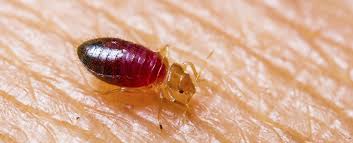 We'll help you to make the right choice. Bed Bug Control Malaysia Selangor Kuala Lumpur Kl Shah Alam Supplier Suppliers Supply Supplies Pest Control Service Elite Hygiene M Sdn Bhd