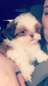 Okay guys my early Valentine's Day present! What shall I name him ?