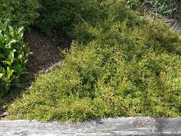 Image result for Cyperus kirkii