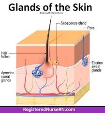 Image result for Sebaceous Gland