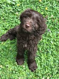 Visit our puppies for sale page to see what australian labradoodle puppies are available now. Wavy Harmony Original Australian Labradoodle Hundezucht