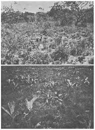 Image result for Sorghastrum stipoides