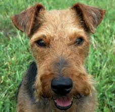 Image result for velšteriér